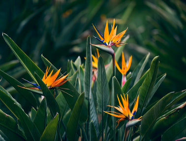 Votre Strelitzia