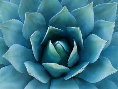 Votre Agave