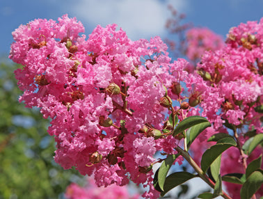 Votre Lilas des Indes