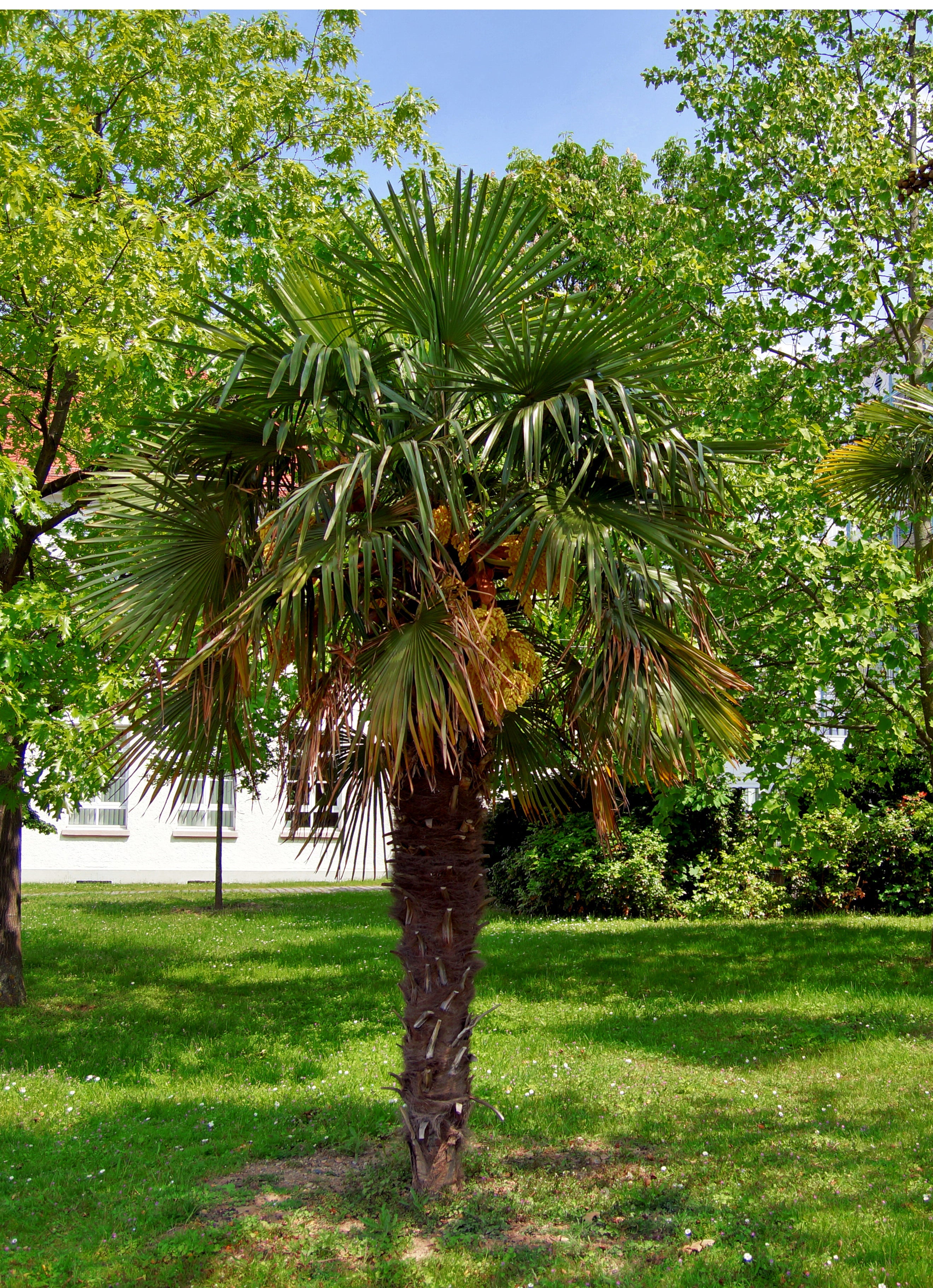 Votre palmier Trachycarpus Fortunei – Olea Paris