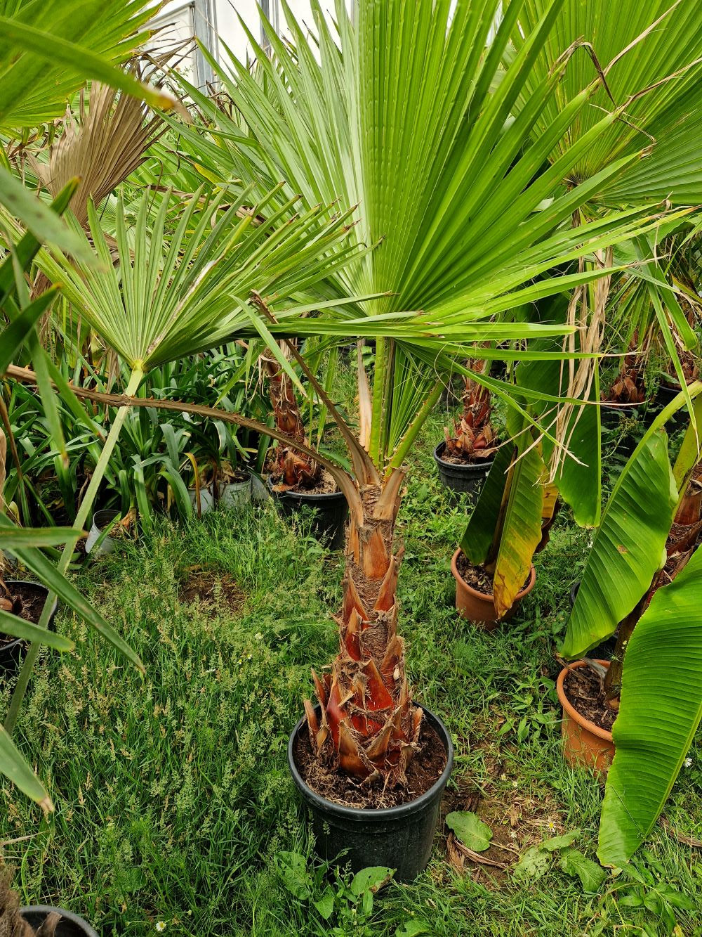 Votre palmier Washingtonia – Olea Paris