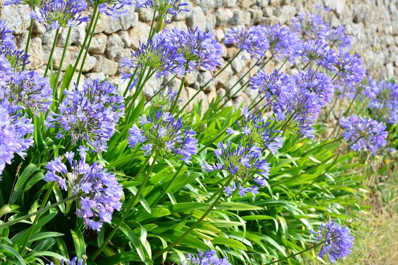 Agapanthe