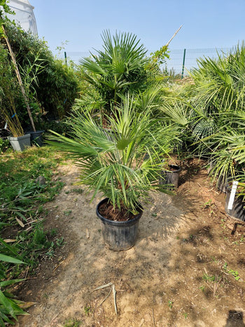 Palmier Chamaerops Humilis