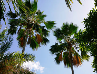 Quelles différences existe-t-il entre ces espèces de palmiers ?