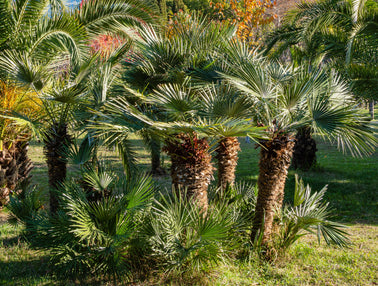 Votre palmier Chamaerops Humilis
