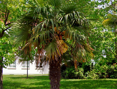 Votre palmier Trachycarpus Fortunei