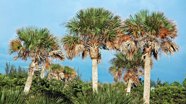 Sabal palmetto (Walter, 1788) - cabbage palm trees in Florida, USA. (summer 2009)