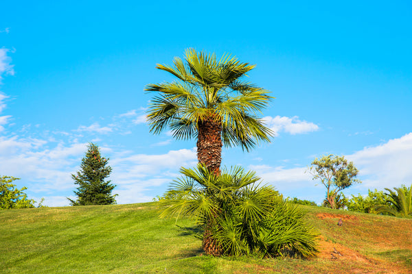comment planter votre palmier facilement en pleine terre ?