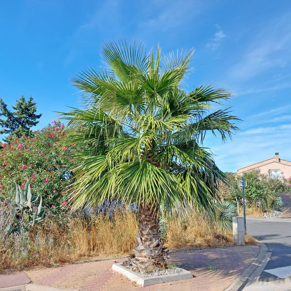 Comment choisir un palmier ?