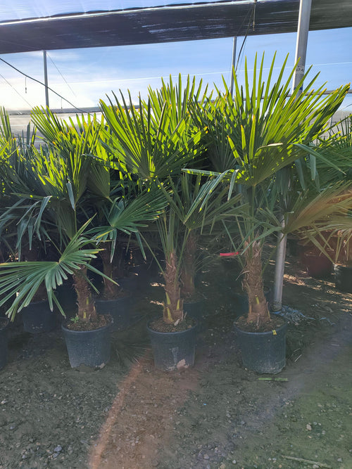 Palmier Trachycarpus Fortunei