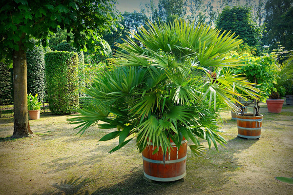 Quel palmier choisir pour son jardin ?