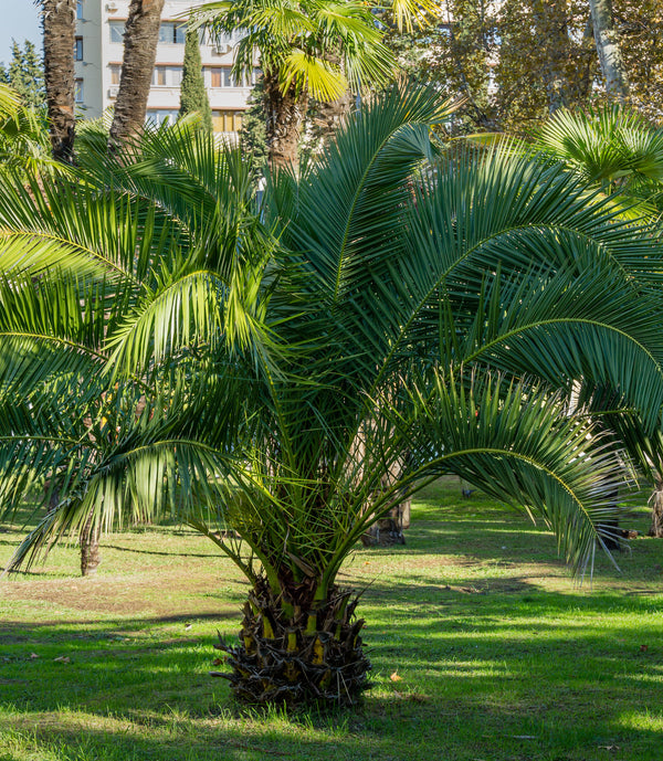 Votre palmier phoenix – Olea Paris